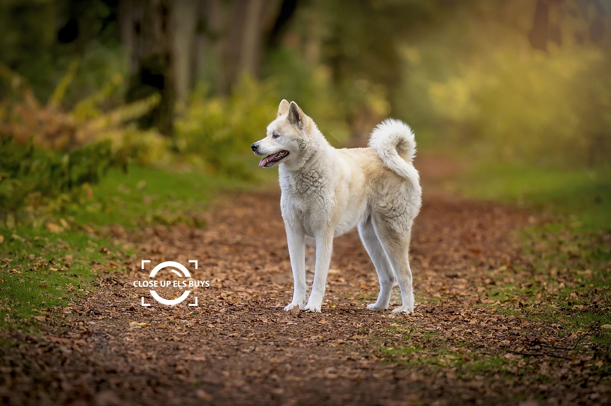 Hondenfotografie; fotograaf; waasland